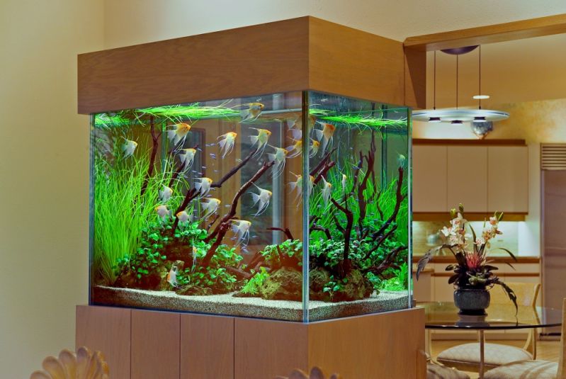 Aquários para Peixe Beta em Perus - Aquário para Quarto