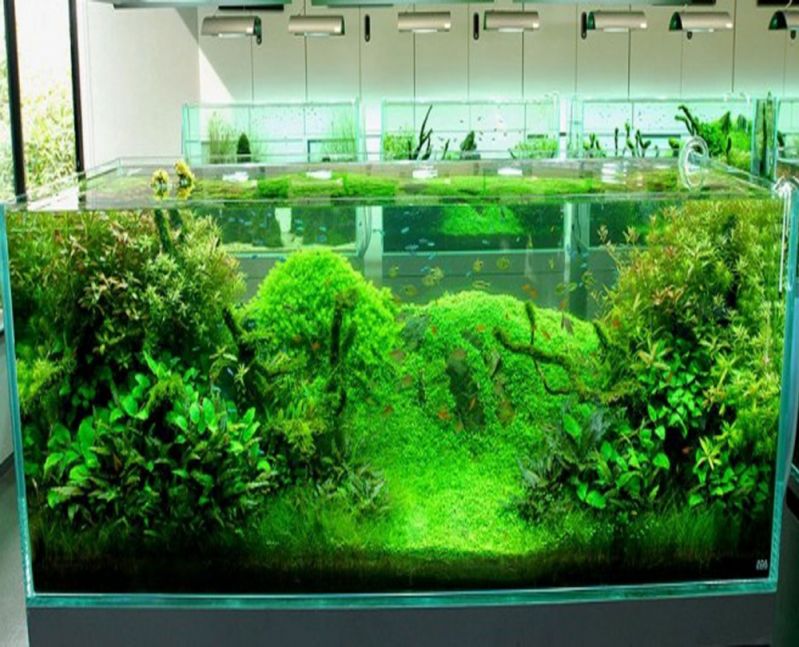 Aquarismo Plantado no Parque São Rafael - Aquarismo Iniciante