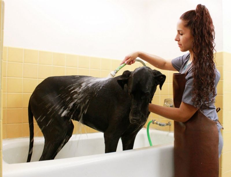 Banho e Tosa Móvel Preço no Jardim Paulistano - Banho para Cães em São Paulo