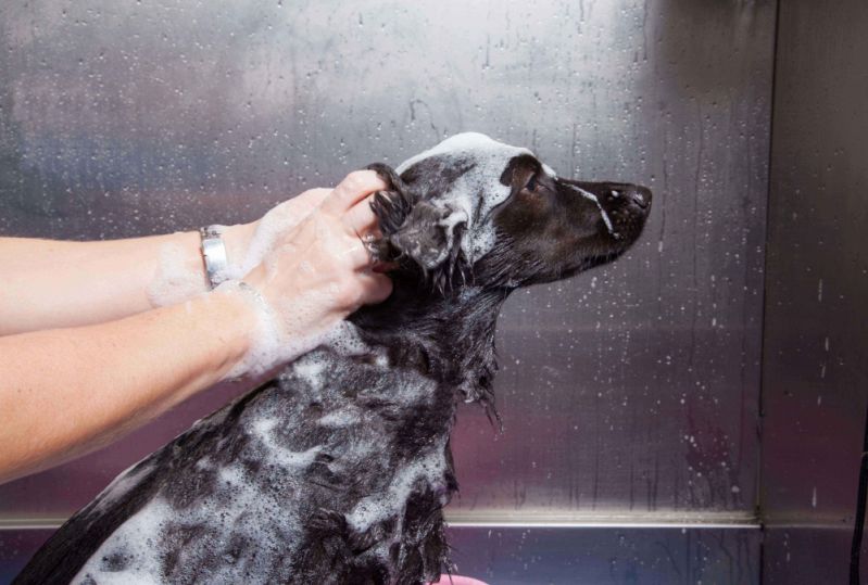 Banho e Tosa para Cães Preço no Cursino - Tosa Higiênica