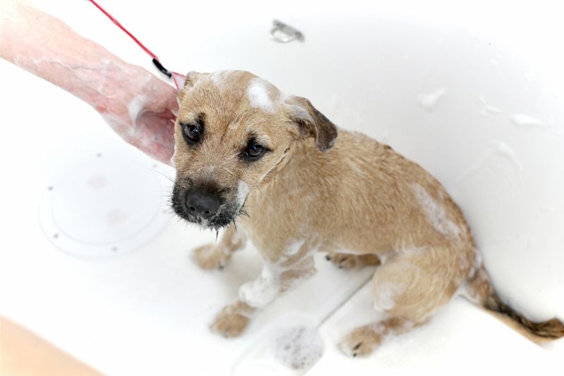 Banho e Tosa para Cães no Jardim Bonfiglioli - Serviços de Banho e Tosa