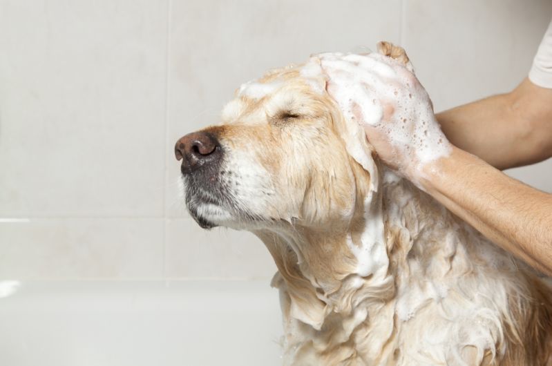 Banho para Cães em São Paulo na Vila Curuçá - Banho para Cão