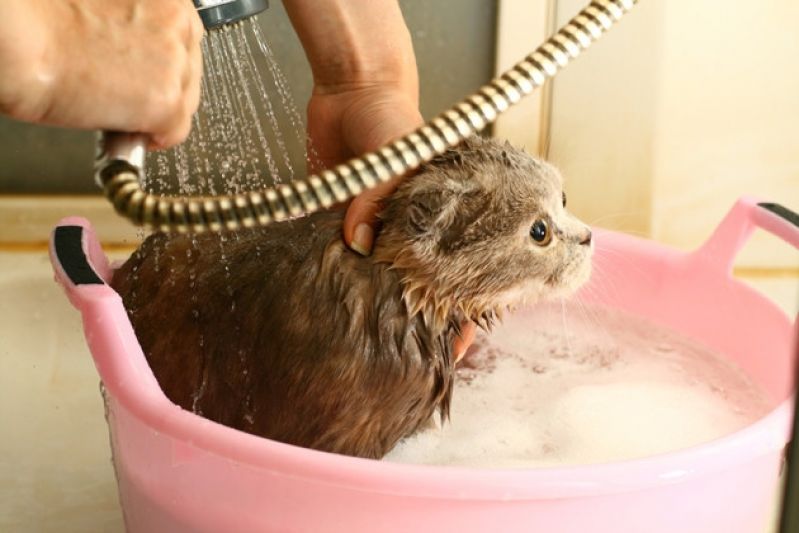 Banho para Cães em SP Preço na Cantareira - Banho para Cachorro