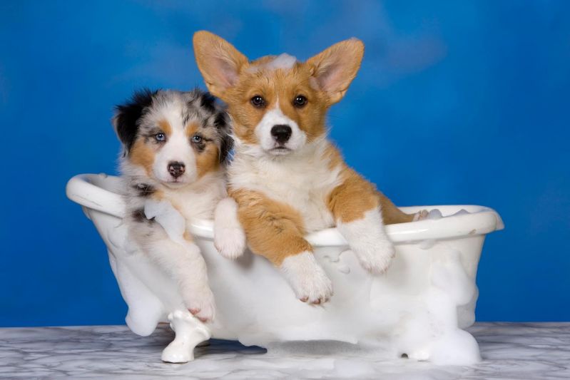 Banho para Cães Preço em São Mateus - Banho Relaxante para Cachorro