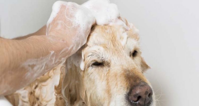 Banho para Cão em SP em São Miguel Paulista - Banho para Cão