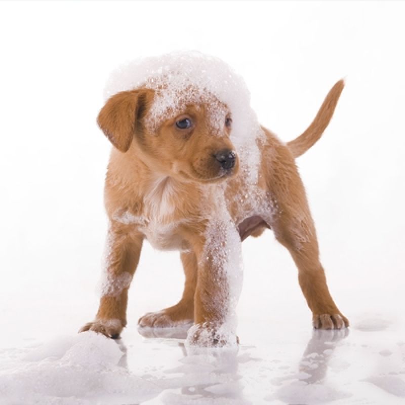 Banho Relaxante para Cachorro no Jockey Club - Serviço de Banho para Cães