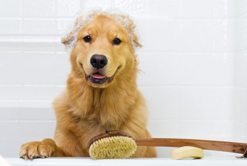 Banhos Relaxantes para Cachorros na Vila Medeiros - Banho para Cachorro