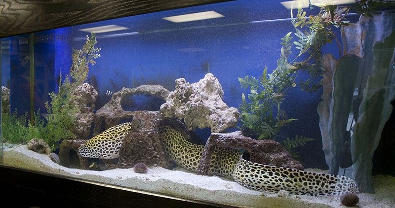 Onde Comprar Aquário para Peixe em Raposo Tavares - Aquário para Quarto