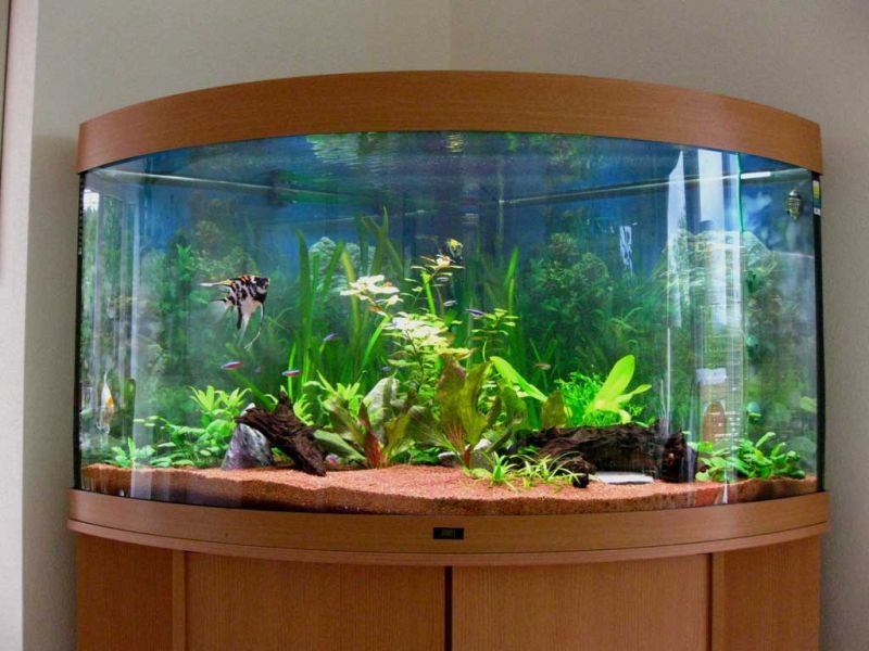 Onde Encontrar Aquário para Enfeite de Mesa no Tremembé - Aquário para Peixe Beta