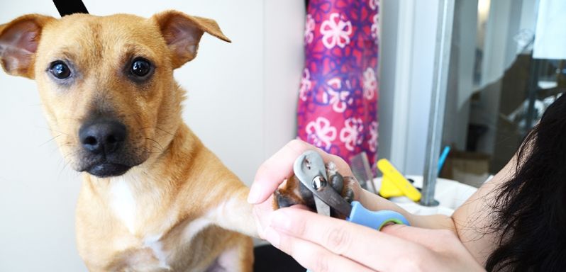 Onde Encontrar Serviço de Banho para Cães no Jockey Club - Banho para Cães