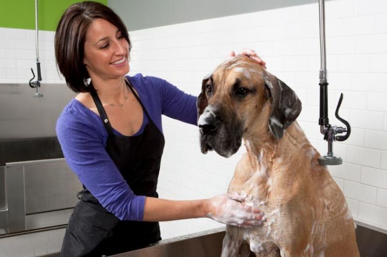 Onde Encontrar Serviço de Banho para Cão no Jardim Ângela - Planos Mensais de Banho e Tosa