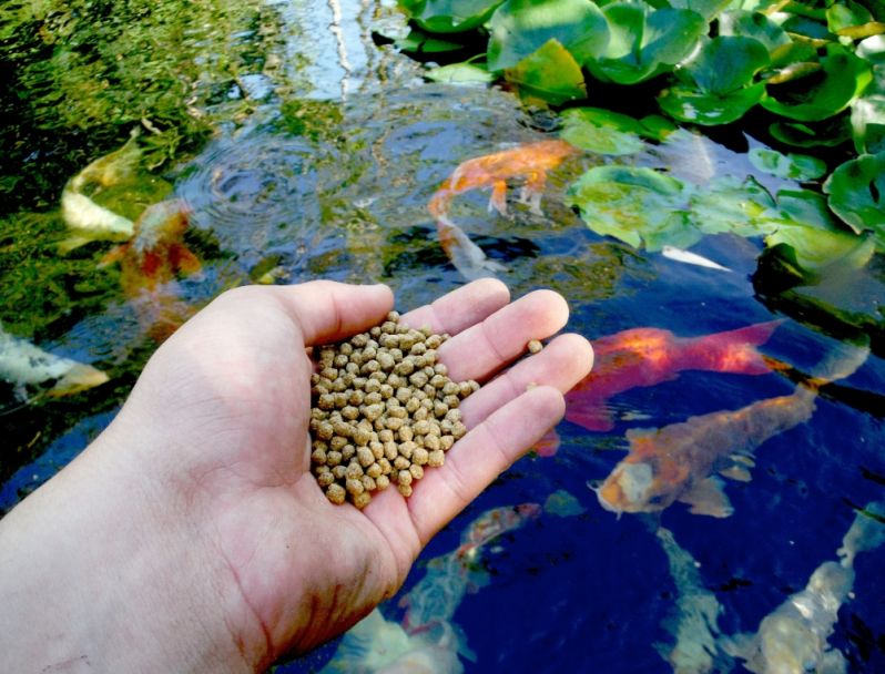 Onde Encontro Loja de Ração para Peixes na Cupecê - Loja de Ração