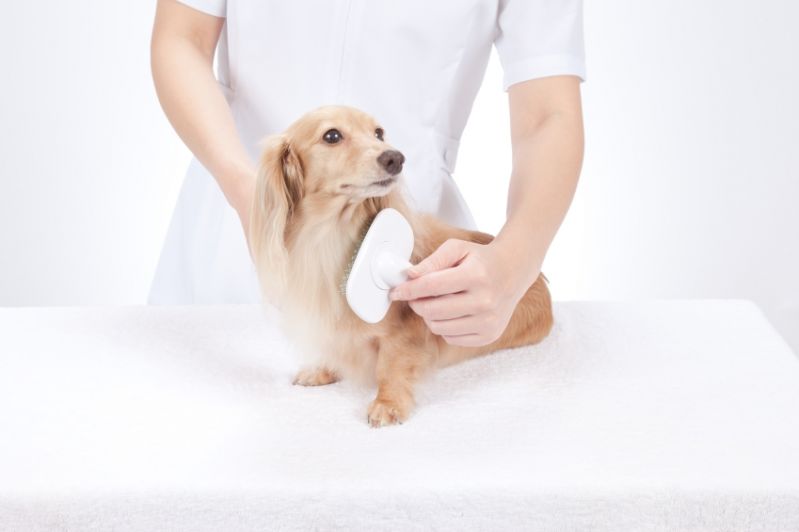 Pet Shop com Banho e Tosa em Raposo Tavares - Banho e Tosa para Cães