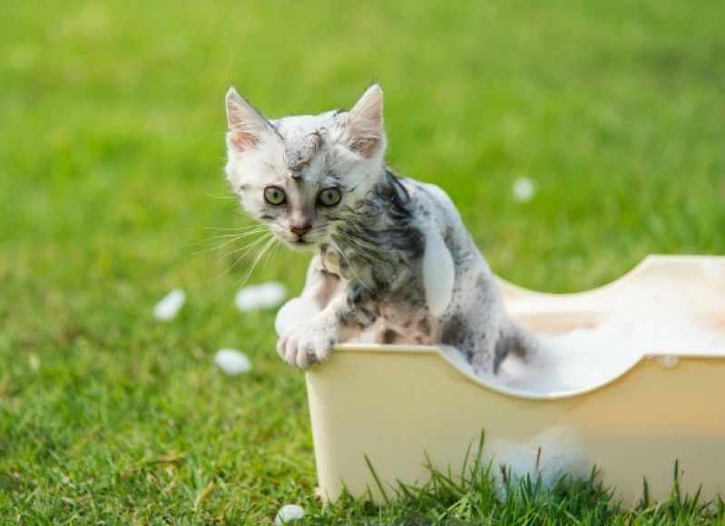 Quanto Custa Banho para Cães em São Paulo em São Domingos - Banho e Tosa Móvel