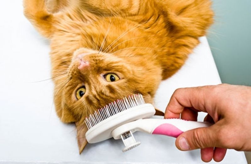 Quanto Custa Banho Relaxante para Cachorro na Cupecê - Banho e Tosa Móvel