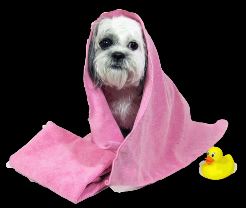 Quanto Custa Serviços de Banho na Nossa Senhora do Ó - Pet Shop com Banho e Tosa