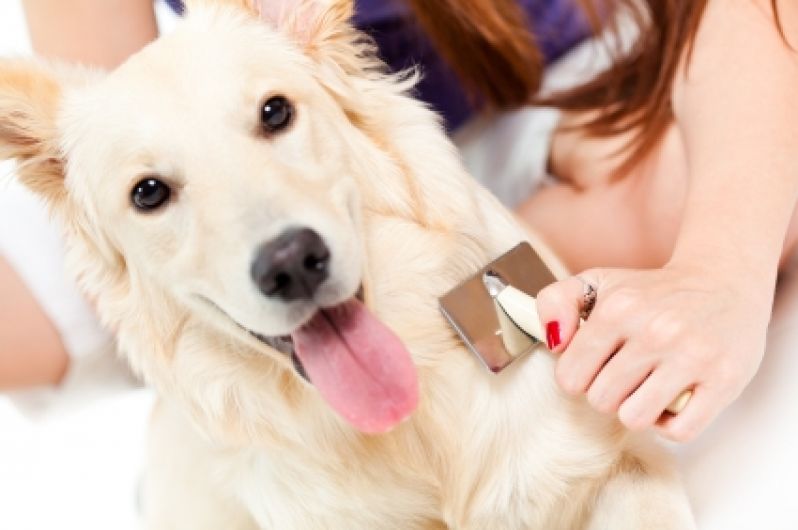 Quanto Custa Tosa Higiênica na Vila Anastácio - Pet Shop com Banho e Tosa