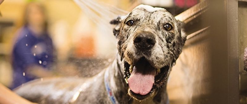 Serviço de Banho para Cachorros em Água Rasa - Serviço de Banho para Cão