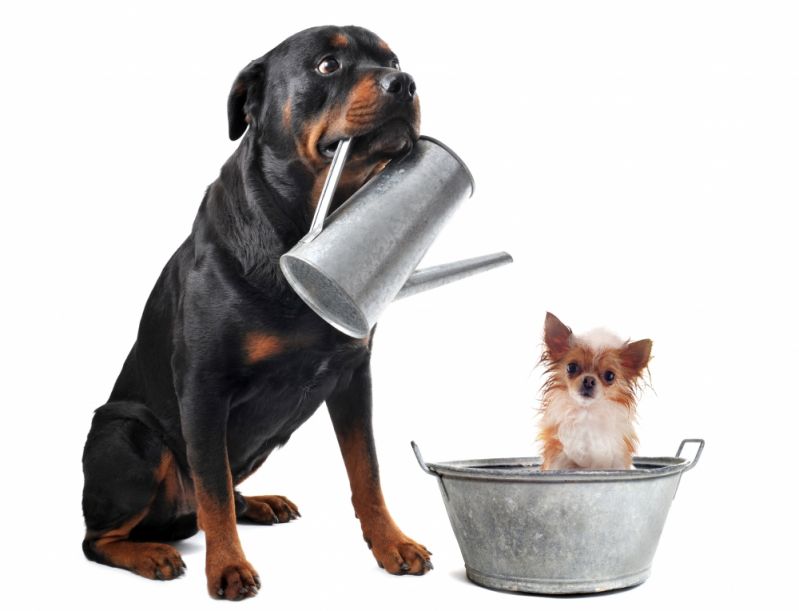 Serviço de Banho para Cão Preço na Penha de França - Serviço de Banho para Cães
