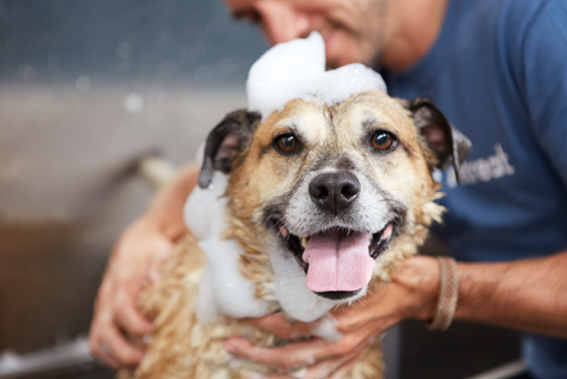 Serviço de Banho para Cão na Vila Clementino - Serviço de Banho para Cão