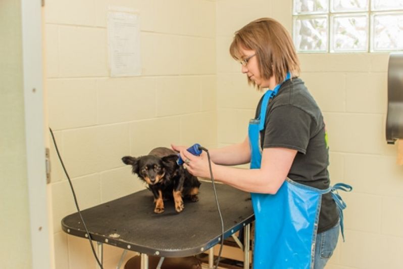 Serviços de Banho para Cães no Jardim Paulistano - Serviço de Banho para Cães