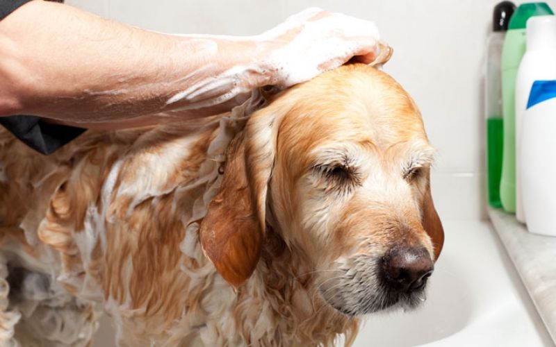 Serviços de Banho na Ponte Rasa - Pet Shop com Banho e Tosa