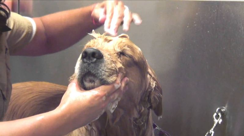 Serviços de Banhos para Cães no Tremembé - Serviço de Banho para Cão