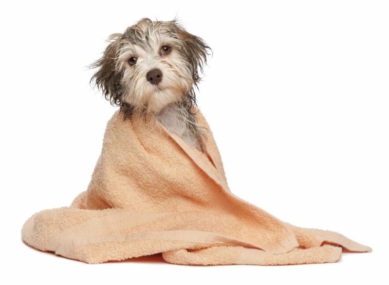 Serviços de Tosas em Perdizes - Banho e Tosa para Cães