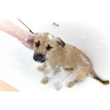 banho para cachorro filhote preço em Perus