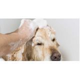 banho para cães