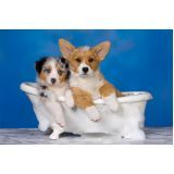 banhos e tosa para cães na Vila Prudente