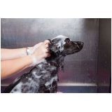 Pet Shop para Cachorros