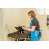 serviços de banho para cães no Campo Grande