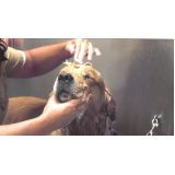 serviços de banhos para cães na Vila Andrade