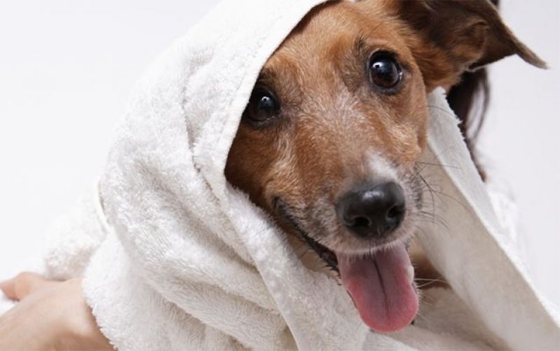 Tosas Higiênicas em Pinheiros - Pet Shop com Banho e Tosa